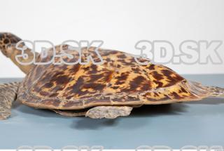 Turtle body photo reference 0074